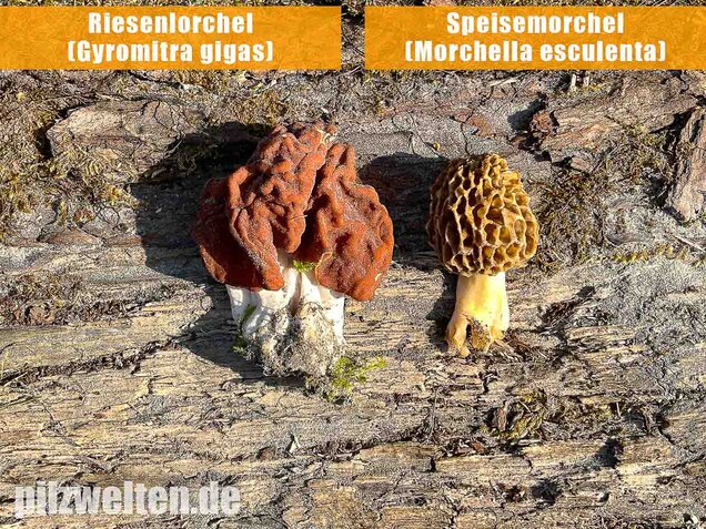 Speisemorchel, Morchella esculenta