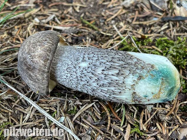 Vielverfärbender Birkenpilz, Leccinum variicolor
