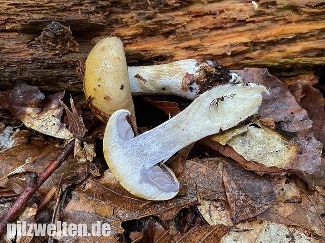 Violettblättriger Schleimfuß, Cortinarius delibutus