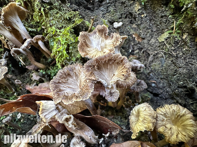 Krause Kraterelle, Krauser Leistling, Craterellus undulatus