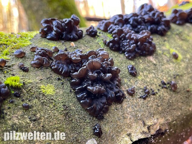 Warziger Drüsling, Exidia nigricans