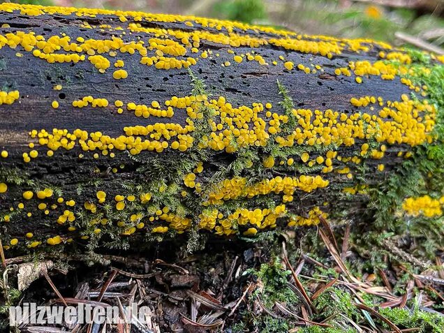 Zitronengelber Reisigbecherling, Calycina citrina