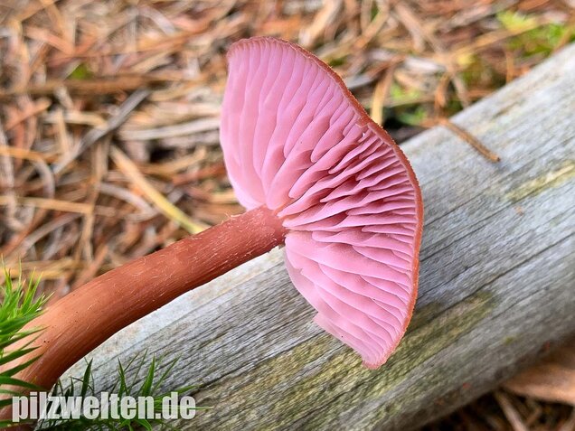Zweifarbiger Lacktrichterling, Laccaria bicolor
