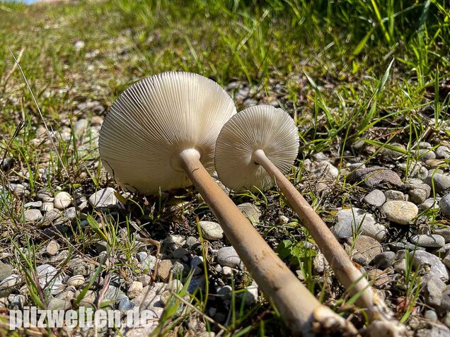Zweifarbiger Scheidenstreifling, Amanita umbrinolutea