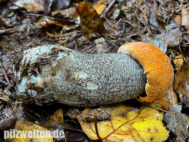 Birkenrotkappe, Leccinum versipelle