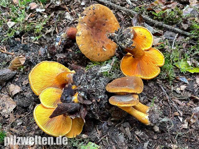 Brauner Afterleistling, Hygrophoropsis rufa