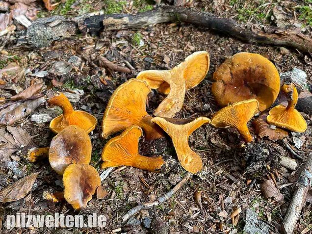 Brauner Afterleistling, Hygrophoropsis rufa