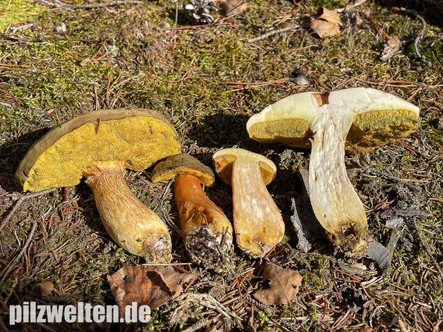 Brauner Filzröhrling, Braune Ziegenlippe, Xerocomus ferrugineus