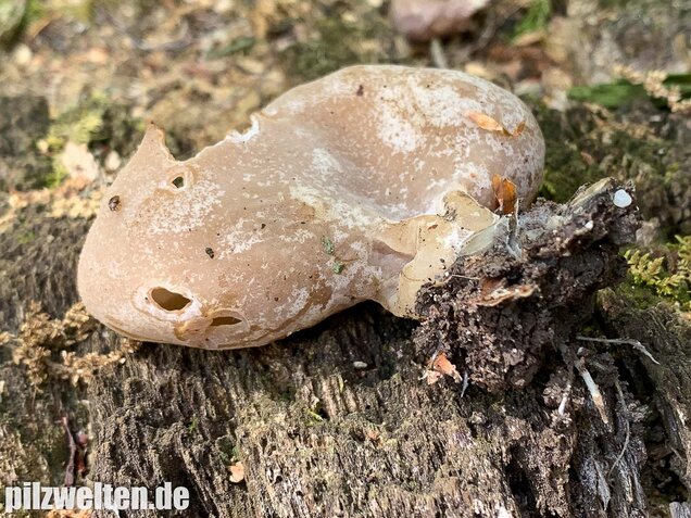 Buchenwaldbecherling, Peziza arvernensis