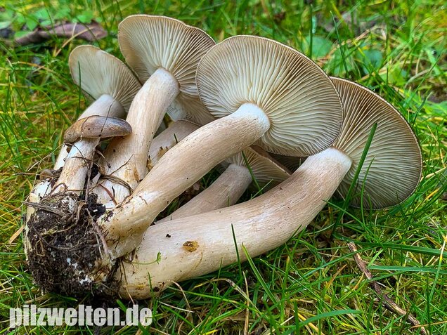 Büscheliger Rasling, Lyophyllum decastes