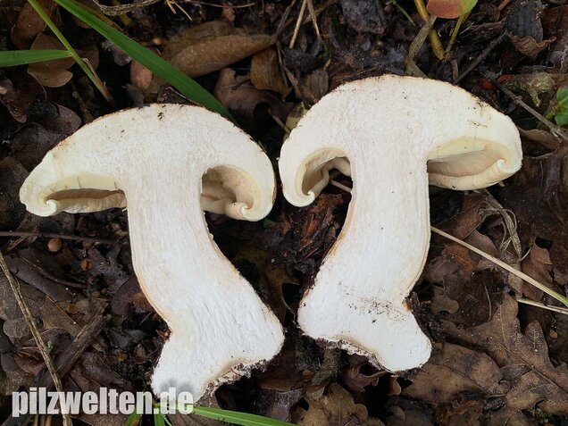 Dreifarbiger Krempentrichterling, Leucopaxillus compactus