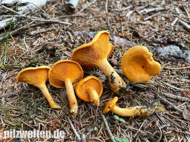 Falscher Pfifferling, Afterleistling, Hygrophoropsis aurantiaca