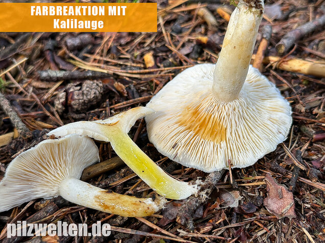 Flaumiger Moormilchling, Lactarius scoticus