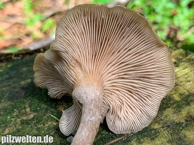Fleischbräunlicher Anistrichterling, Clitocybe obsoleta