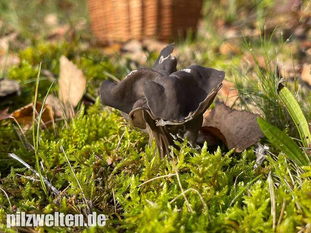 Gefurchte Lorchel, Helvella sulcata