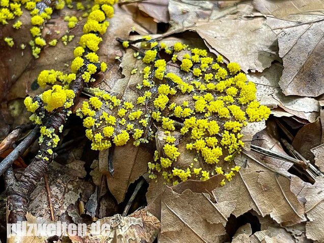 Gelber Eierschleimpilz, Physarum virescens
