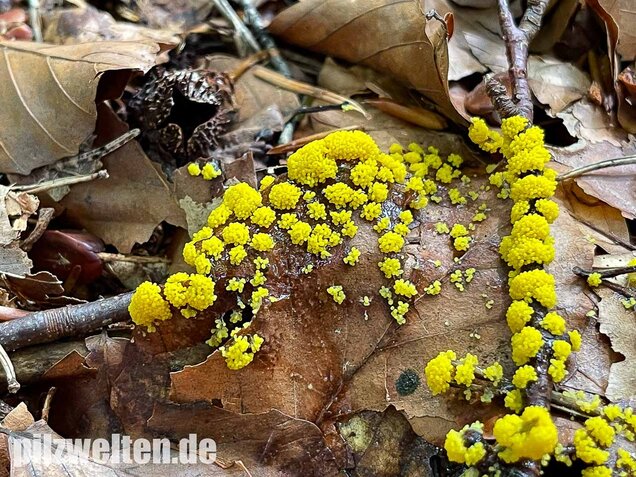 Gelber Eierschleimpilz, Physarum virescens