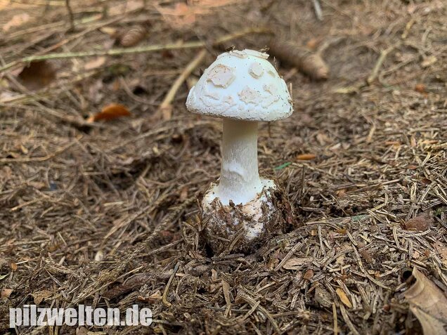 Gelber Knollenblätterpilz (weiße Form), Amanita citrina var. alba