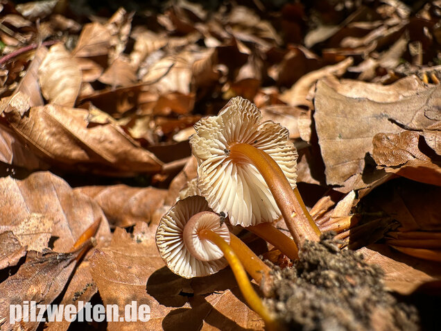 Gelbstieliger Nitrathelmling, Gelbfüßiger Nitrosehelmling, Mycena renati