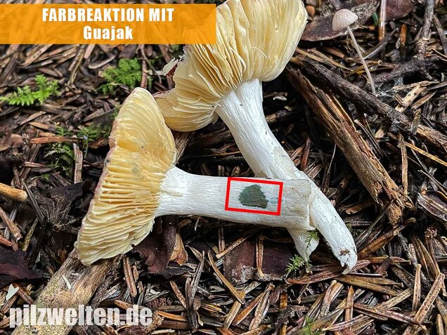 Geriefter Weichtäubling, Russula nauseosa
