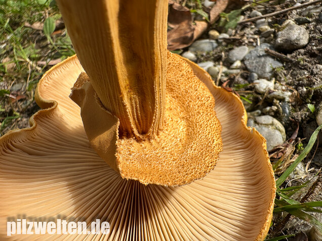 Glimmerschüppling, Phaeolepiota aurea