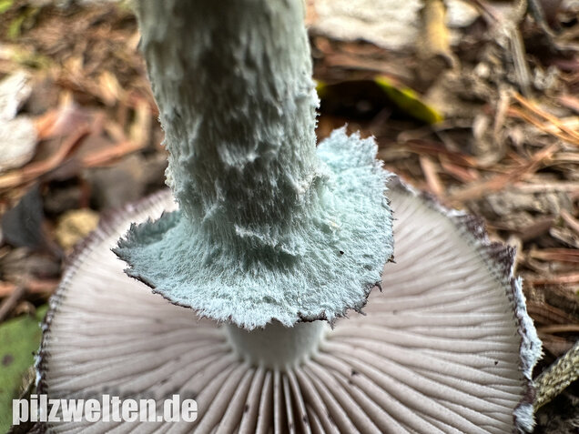 Grünspanträuschling, Stropharia aeruginosa