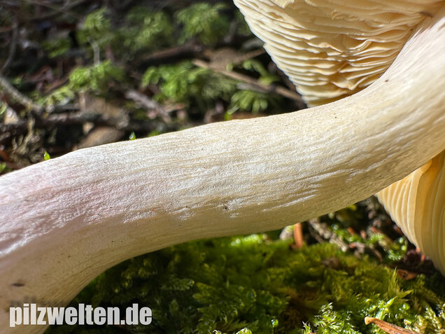 Hohlstieltäubling, Weißtannentäubling, Russula cavipes