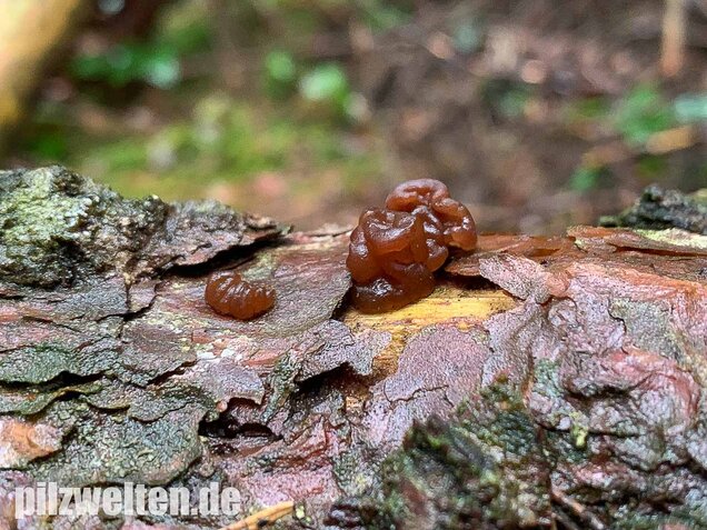 Kandisbrauner Drüsling, Exidia saccharina