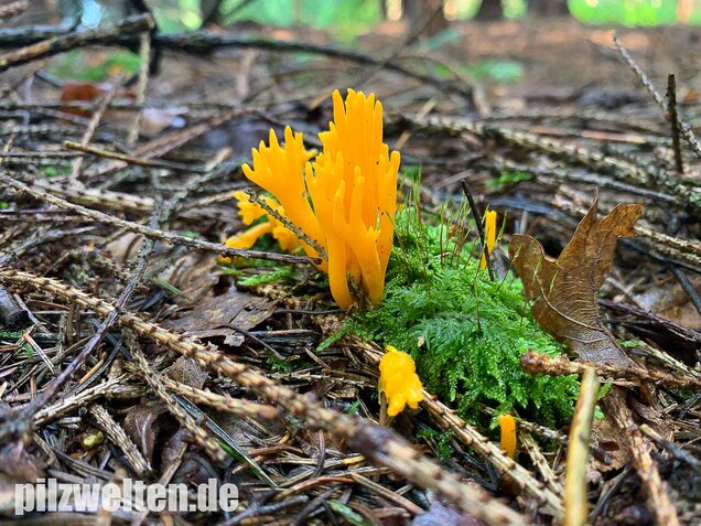 Klebriger Hörnling, Ziegenbart, Zwergerlfeuer, Calocera viscosa