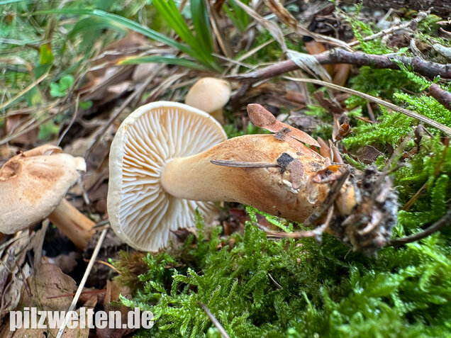 Lärchenritterling, Schwammiger Ritterling, Tricholoma psammopus