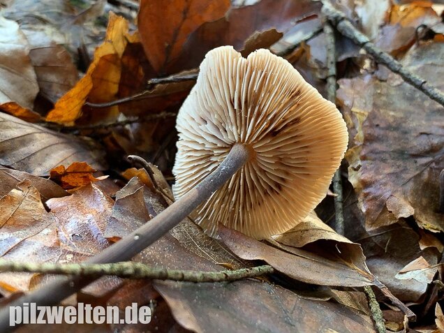 Langstieliger Knoblauchschwindling, Mycetinis alliaceus