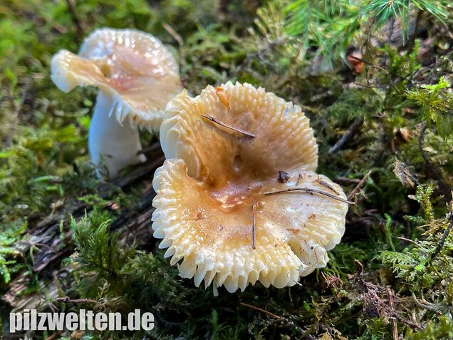 Milder Wachstäubling, Mädchentäubling, Russula puellaris