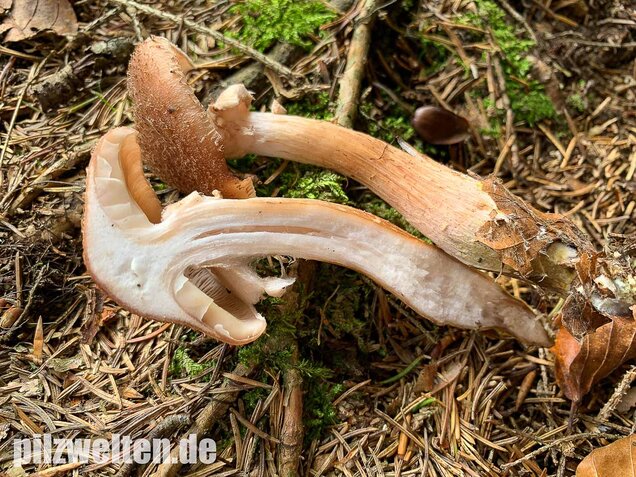 Nadelholzhallimasch, Armillaria ostoyae