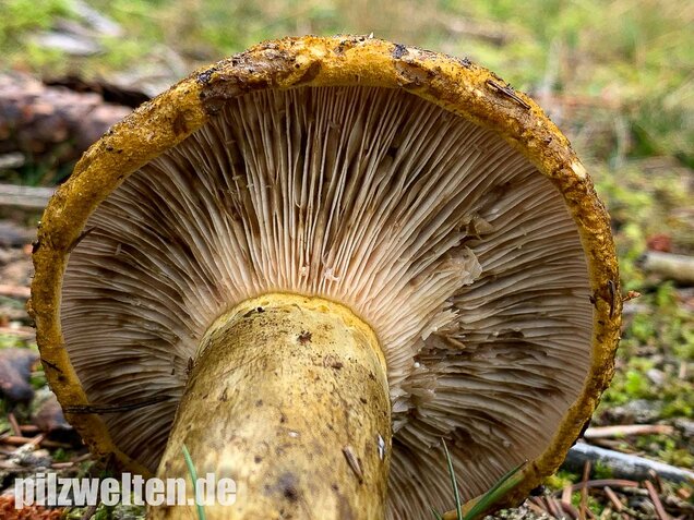 Olivbrauner Milchling, Lactarius turpis