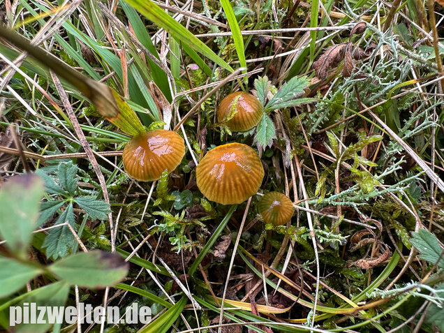 Papageigrüner Saftling, Papageiensaftling, Gliophorus psittacinus