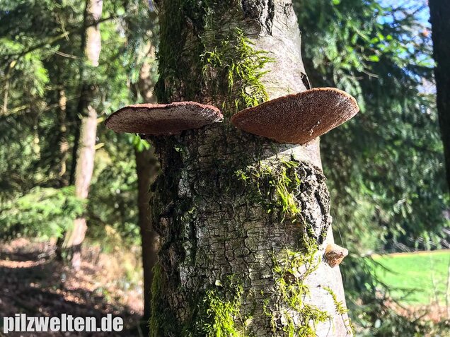 Rötende Tramete, Daedaleopsis confragosa