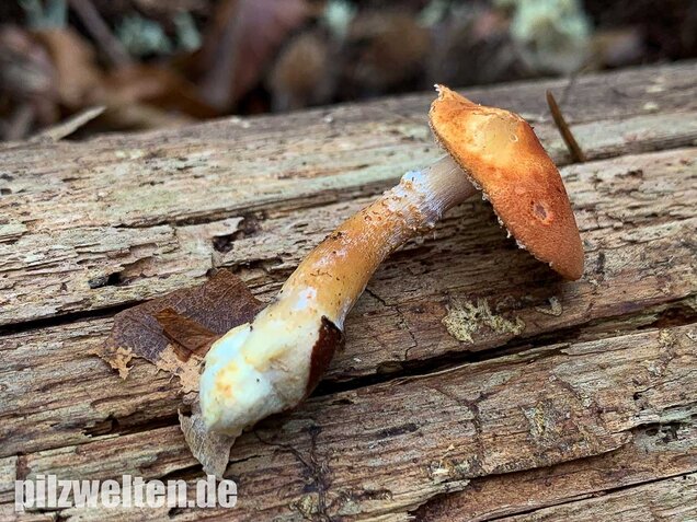 Rostroter Körnchenschirmling, Cystodermella granulosa