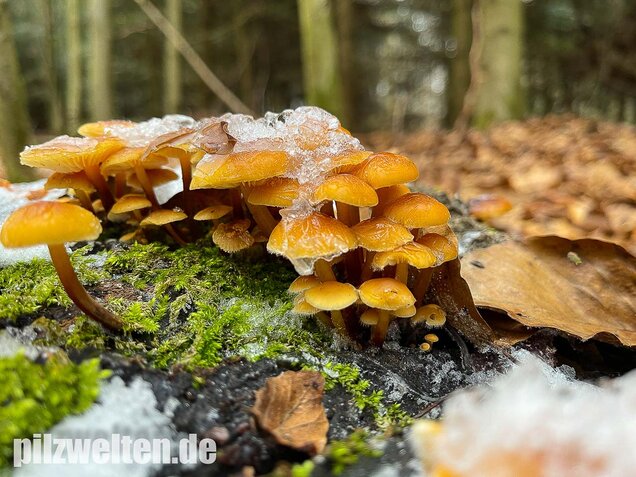 Samtfußrübling, Winterrübling, Flammulina velutipes
