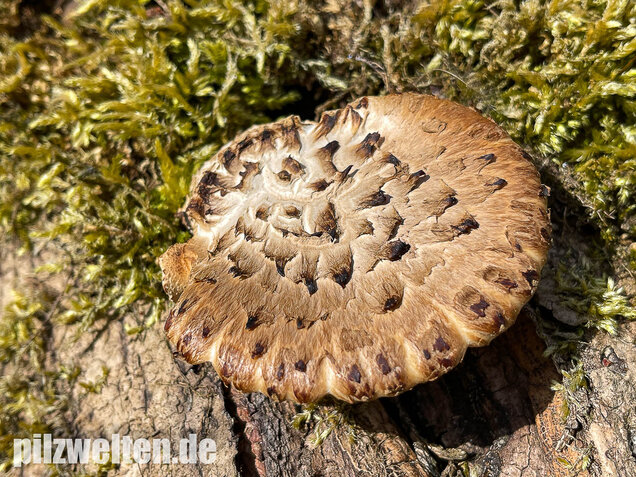 Schuppiger Porling, Cerioporus squamosus
