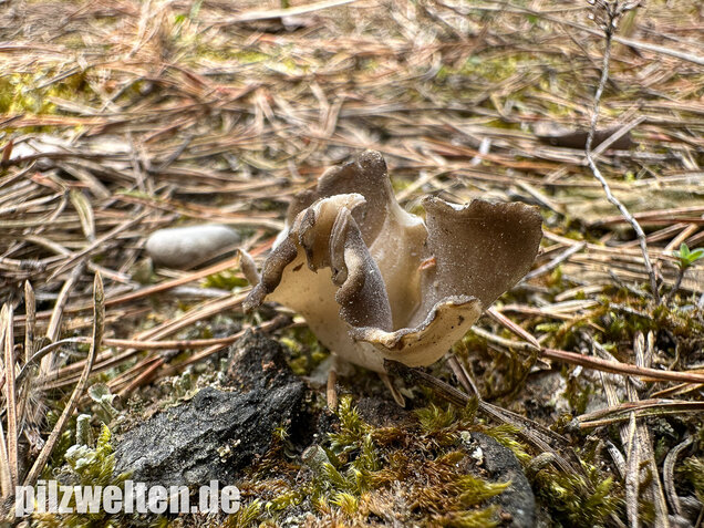 Schwarzweiße Rippen-Becherlorchel, Dissingia leucomelaena