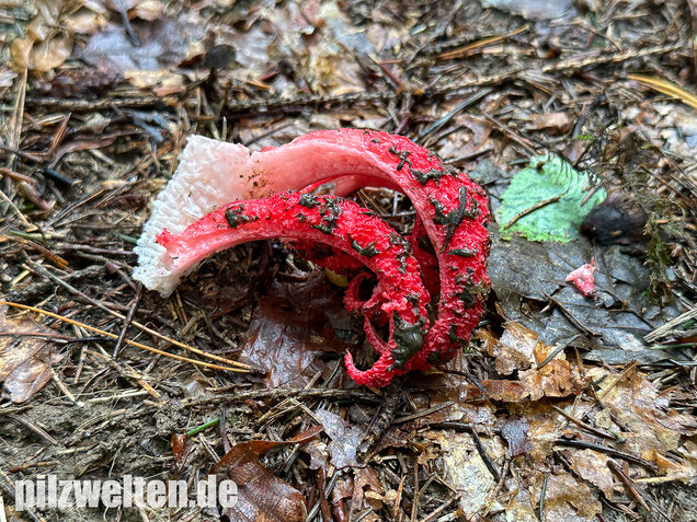 Tintenfischpilz, Clathrus archeri