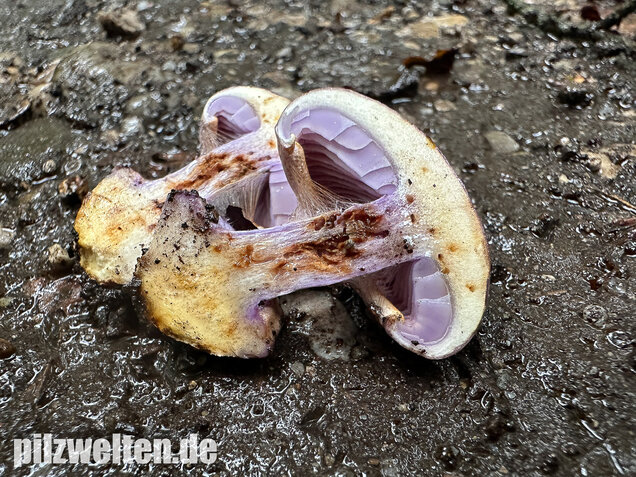 Violetter Klumpfuß, Calonarius sodagnitus