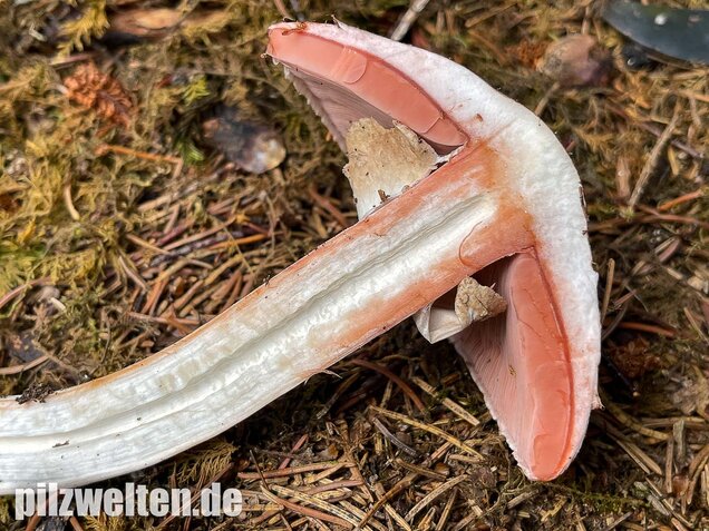 Kleiner Waldchampignon, Agaricus silvaticus