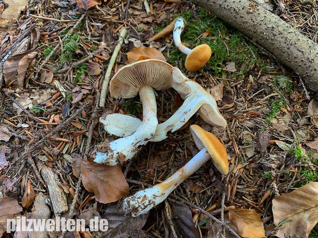 Bitterster Schleimfuß, Cortinarius vibratilis