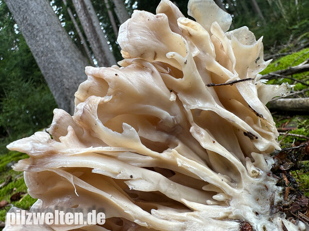 Breitblättrige Glucke, Sparassis brevipes