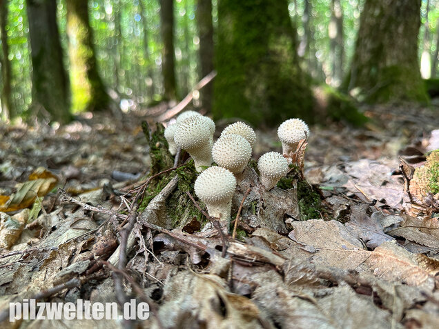 Flaschenstäubling, Flaschenbovist, Lycoperdon perlatum