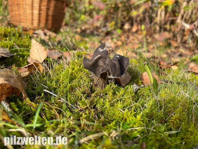 Gefurchte Lorchel, Helvella sulcata