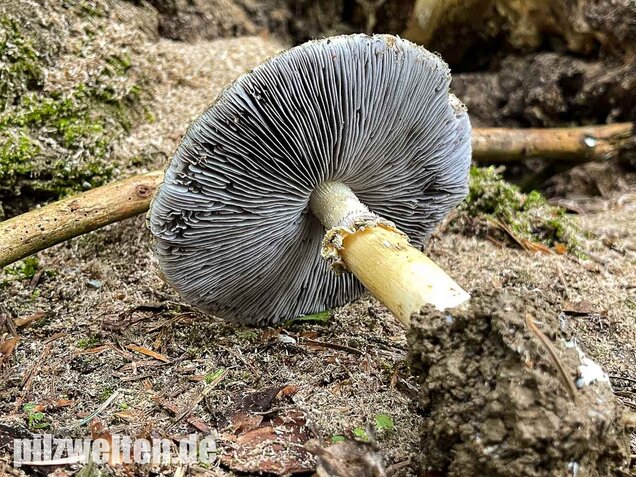 Gelber Riesenträuschling, Stropharia rugosoannulata forma lutea