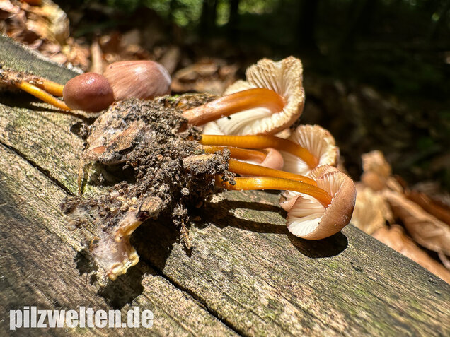 Gelbstieliger Nitrathelmling, Gelbfüßiger Nitrosehelmling, Mycena renati
