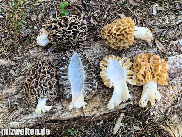 Graue Speisemorchel, Morchella vulgaris